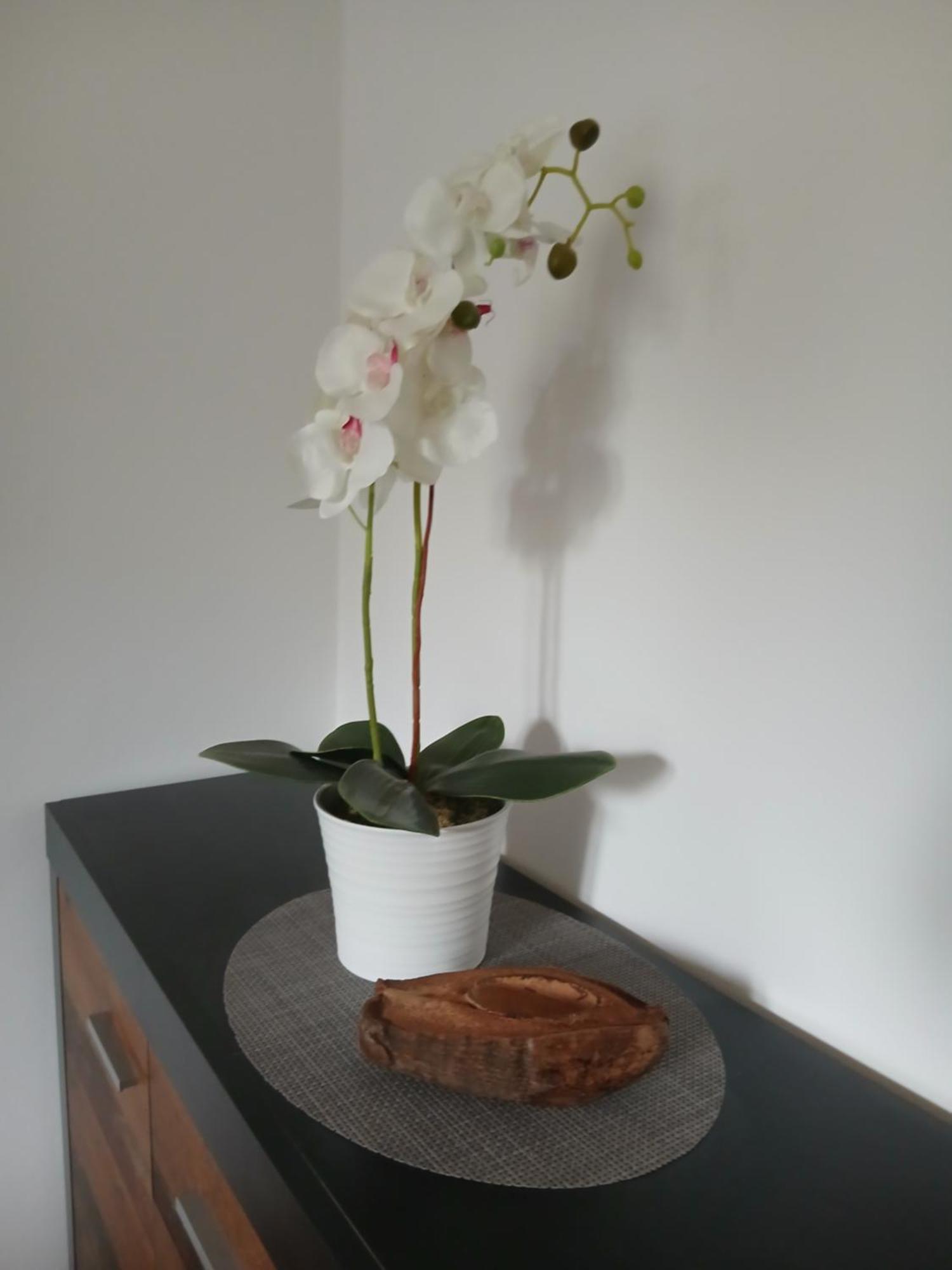 Apartment Nadine Mljet Mit Meerblick Okuklje 외부 사진